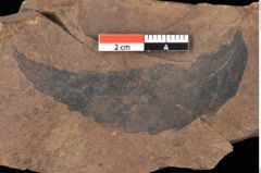 Foto (Detailsansicht) von Quercus palaeoilex Ettingshausen (NHMW-GEO-2024-0188-0863)
